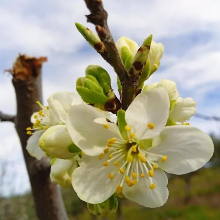 דירה Rurales Tierras De Granadilla *