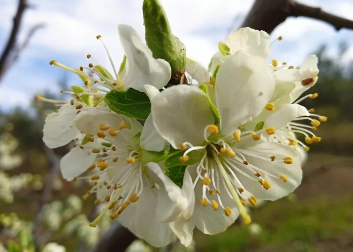 Appartement Rurales Tierras De Granadilla *