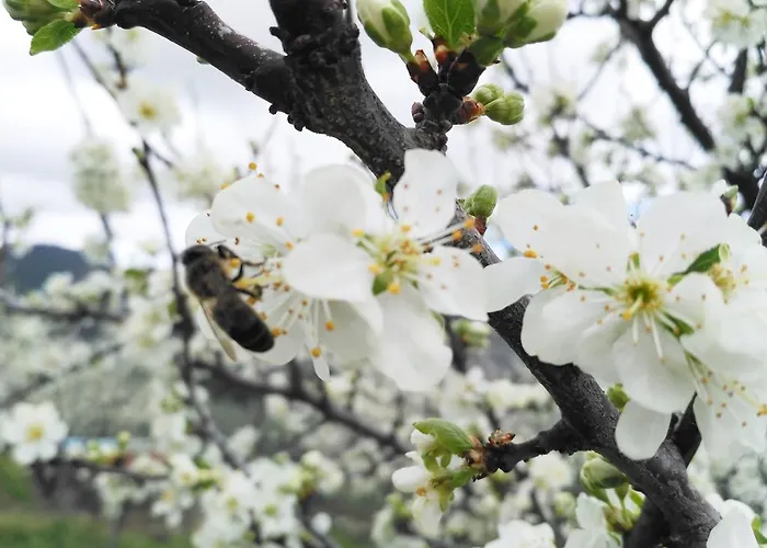 Rurales Tierras De Granadilla Daire *